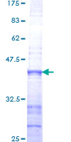 RAPGEF1 Protein - 12.5% SDS-PAGE Stained with Coomassie Blue.