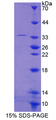 RAPGEF1 Protein - Recombinant  Rap Guanine Nucleotide Exchange Factor 1 By SDS-PAGE