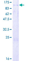RAPGEF3 / EPAC Protein - 12.5% SDS-PAGE of human RAPGEF3 stained with Coomassie Blue