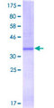 RAPGEF3 / EPAC Protein - 12.5% SDS-PAGE Stained with Coomassie Blue.