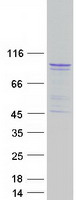 RAPGEF3 / EPAC Protein - Purified recombinant protein RAPGEF3 was analyzed by SDS-PAGE gel and Coomassie Blue Staining