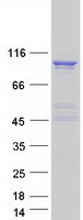 RAPGEF3 / EPAC Protein - Purified recombinant protein RAPGEF3 was analyzed by SDS-PAGE gel and Coomassie Blue Staining