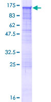 RAPGEF4 / EPAC2 Protein - 12.5% SDS-PAGE of human RAPGEF4 stained with Coomassie Blue