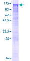 RAPGEF4 / EPAC2 Protein - 12.5% SDS-PAGE of human RAPGEF4 stained with Coomassie Blue