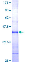 RAPGEF4 / EPAC2 Protein - 12.5% SDS-PAGE Stained with Coomassie Blue.