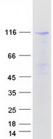 RAPGEF4 / EPAC2 Protein - Purified recombinant protein RAPGEF4 was analyzed by SDS-PAGE gel and Coomassie Blue Staining