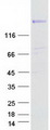RAPGEF6 Protein - Purified recombinant protein RAPGEF6 was analyzed by SDS-PAGE gel and Coomassie Blue Staining