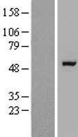 RAPGEFL1 Protein - Western validation with an anti-DDK antibody * L: Control HEK293 lysate R: Over-expression lysate