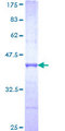 RAPGEFL1 Protein - 12.5% SDS-PAGE Stained with Coomassie Blue.