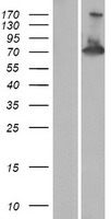RAPH1 Protein - Western validation with an anti-DDK antibody * L: Control HEK293 lysate R: Over-expression lysate