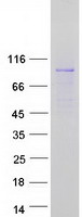 RAPH1 Protein - Purified recombinant protein RAPH1 was analyzed by SDS-PAGE gel and Coomassie Blue Staining