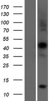RAPSN Protein - Western validation with an anti-DDK antibody * L: Control HEK293 lysate R: Over-expression lysate