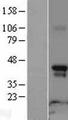RAPSN Protein - Western validation with an anti-DDK antibody * L: Control HEK293 lysate R: Over-expression lysate