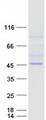 RAPSN Protein - Purified recombinant protein RAPSN was analyzed by SDS-PAGE gel and Coomassie Blue Staining