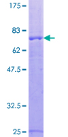 Raptor / Mip1 Protein - 12.5% SDS-PAGE of human RPTOR stained with Coomassie Blue