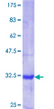 Raptor / Mip1 Protein - 12.5% SDS-PAGE Stained with Coomassie Blue.