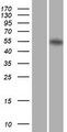 RARA / RAR Alpha Protein - Western validation with an anti-DDK antibody * L: Control HEK293 lysate R: Over-expression lysate