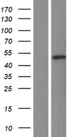 RARG / RAR-Gamma Protein - Western validation with an anti-DDK antibody * L: Control HEK293 lysate R: Over-expression lysate