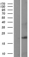 RARRES3 Protein - Western validation with an anti-DDK antibody * L: Control HEK293 lysate R: Over-expression lysate