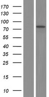 RARS Protein - Western validation with an anti-DDK antibody * L: Control HEK293 lysate R: Over-expression lysate