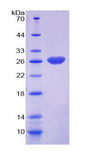 RASA1 Protein - Recombinant  Ras GTPase Activating Protein 1 By SDS-PAGE