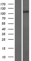 RASAL3 Protein - Western validation with an anti-DDK antibody * L: Control HEK293 lysate R: Over-expression lysate