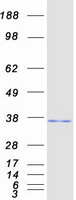 RASD2 Protein - Purified recombinant protein RASD2 was analyzed by SDS-PAGE gel and Coomassie Blue Staining