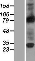 RASEF Protein - Western validation with an anti-DDK antibody * L: Control HEK293 lysate R: Over-expression lysate