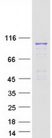 RASEF Protein - Purified recombinant protein RASEF was analyzed by SDS-PAGE gel and Coomassie Blue Staining