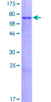 RASGEF1A Protein - 12.5% SDS-PAGE of human RASGEF1A stained with Coomassie Blue