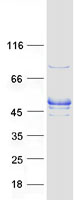 RASGEF1A Protein - Purified recombinant protein RASGEF1A was analyzed by SDS-PAGE gel and Coomassie Blue Staining