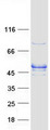 RASGEF1A Protein - Purified recombinant protein RASGEF1A was analyzed by SDS-PAGE gel and Coomassie Blue Staining