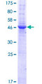 RASGEF1B Protein - 12.5% SDS-PAGE of human RASGEF1B stained with Coomassie Blue