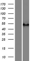 RASGEF1C Protein - Western validation with an anti-DDK antibody * L: Control HEK293 lysate R: Over-expression lysate