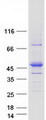 RASGEF1C Protein - Purified recombinant protein RASGEF1C was analyzed by SDS-PAGE gel and Coomassie Blue Staining