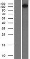 RASGRF1 / CDC25 Protein - Western validation with an anti-DDK antibody * L: Control HEK293 lysate R: Over-expression lysate