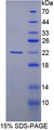 RASGRF1 / CDC25 Protein - Recombinant  Cell Division Cycle Protein 25 By SDS-PAGE