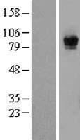 RASGRP1 / RASGRP Protein - Western validation with an anti-DDK antibody * L: Control HEK293 lysate R: Over-expression lysate