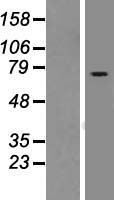 RASGRP2 Protein - Western validation with an anti-DDK antibody * L: Control HEK293 lysate R: Over-expression lysate