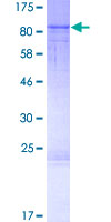 RASGRP2 Protein - 12.5% SDS-PAGE of human RASGRP2 stained with Coomassie Blue
