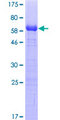 RASGRP2 Protein - 12.5% SDS-PAGE Stained with Coomassie Blue.