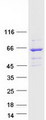 RASGRP2 Protein - Purified recombinant protein RASGRP2 was analyzed by SDS-PAGE gel and Coomassie Blue Staining