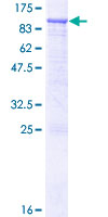 RASGRP3 / GRP3 Protein - 12.5% SDS-PAGE of human RASGRP3 stained with Coomassie Blue