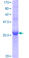 RASGRP3 / GRP3 Protein - 12.5% SDS-PAGE Stained with Coomassie Blue.