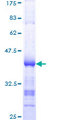 RASGRP3 / GRP3 Protein - 12.5% SDS-PAGE Stained with Coomassie Blue.