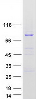 RASGRP3 / GRP3 Protein - Purified recombinant protein RASGRP3 was analyzed by SDS-PAGE gel and Coomassie Blue Staining