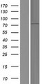 RASGRP4 Protein - Western validation with an anti-DDK antibody * L: Control HEK293 lysate R: Over-expression lysate