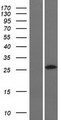 RASL11A Protein - Western validation with an anti-DDK antibody * L: Control HEK293 lysate R: Over-expression lysate