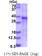 RASL12 Protein