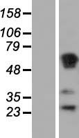 RASSF1 / RASSF1A Protein - Western validation with an anti-DDK antibody * L: Control HEK293 lysate R: Over-expression lysate